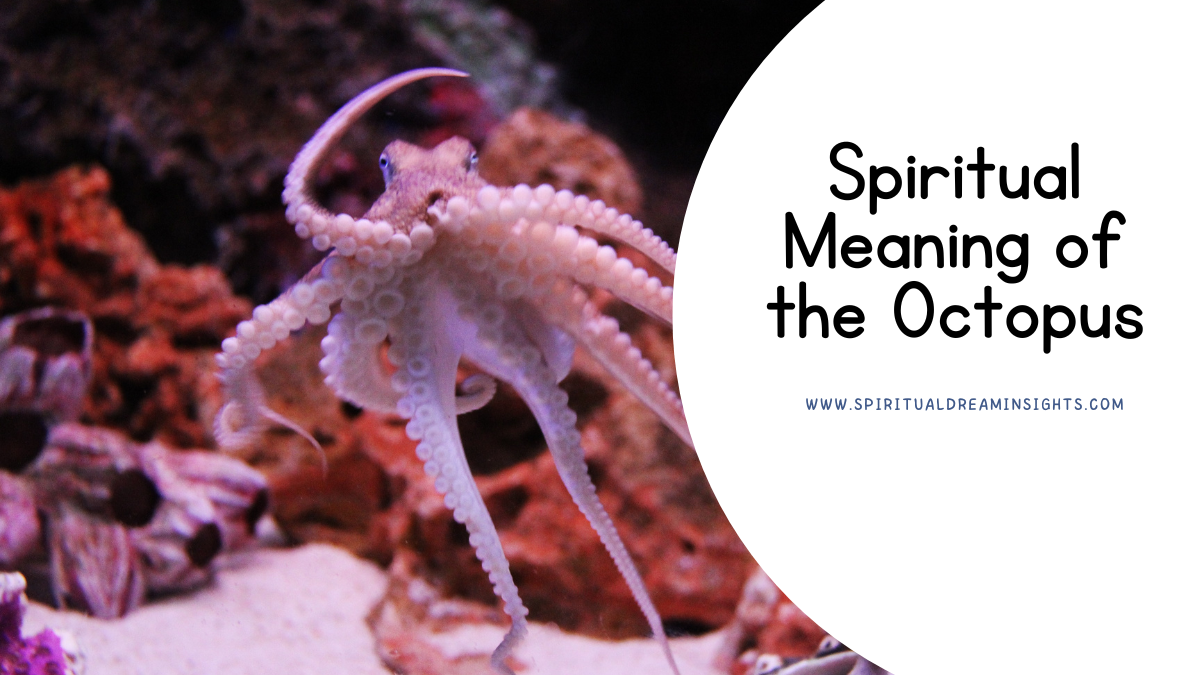 Spiritual Meaning of the Octopus