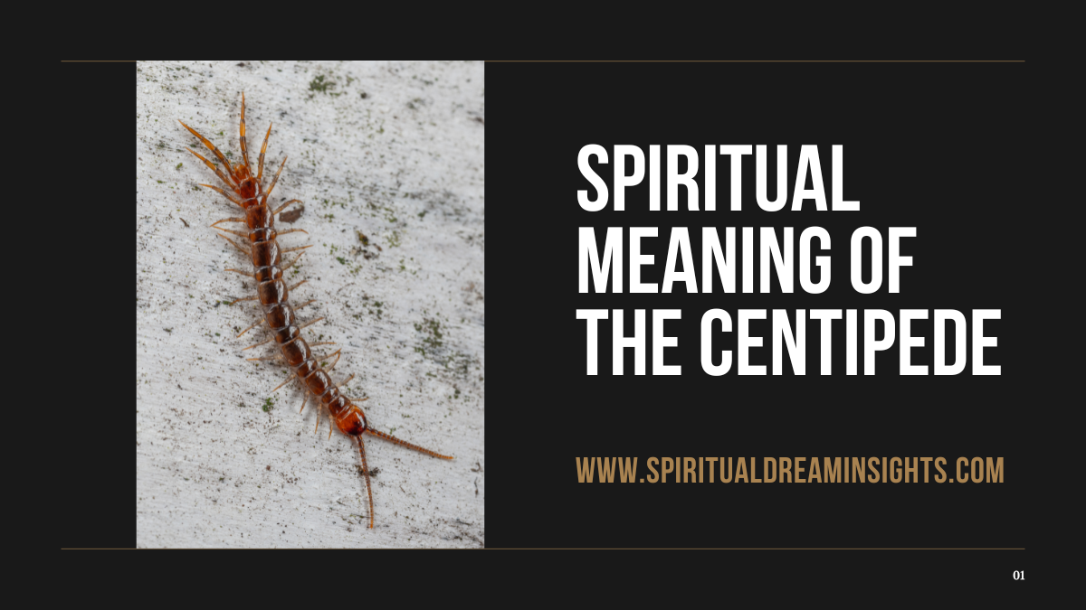 Spiritual Meaning of the Centipede