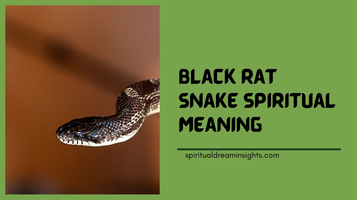Black Rat Snake Spiritual Meaning